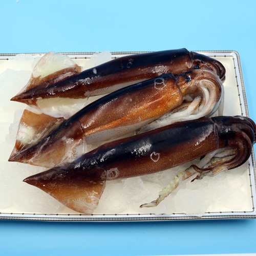 아사이찌 오징어 3마리 (국내산)