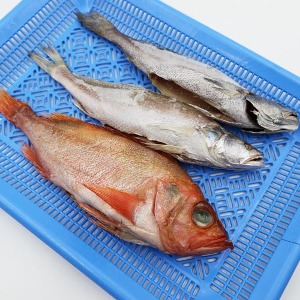반건조 말린고기 3종 제수세트(참민어,민어조기,빨간고기)